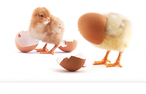 Chickens, Eggs & Online Reviews