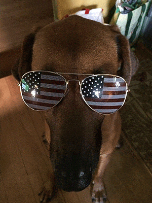 Just for fun, here's a picture of the window dog when he was feeling patriotic. 